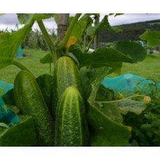 Cucumber - Gherkin Hokus